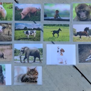 Little vs Big Stimuli Cards